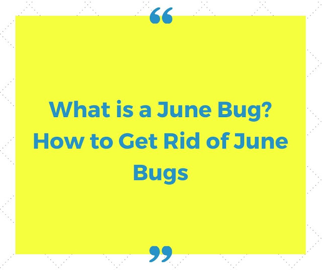 What is a june bug? How to get rid of june bugs What is a june bug? How to get rid of june bugs