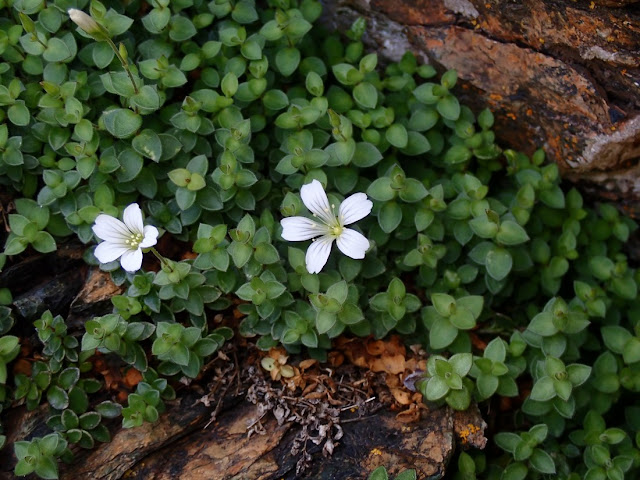 Cerastium uniflorum Cerastium uniflorum