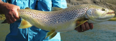 Idaho Fly Fishers - fly fishing equipment, flies, tips, rods, reels, lines, rivers, lakes, fishing destinations, group trips and how to save BIG!