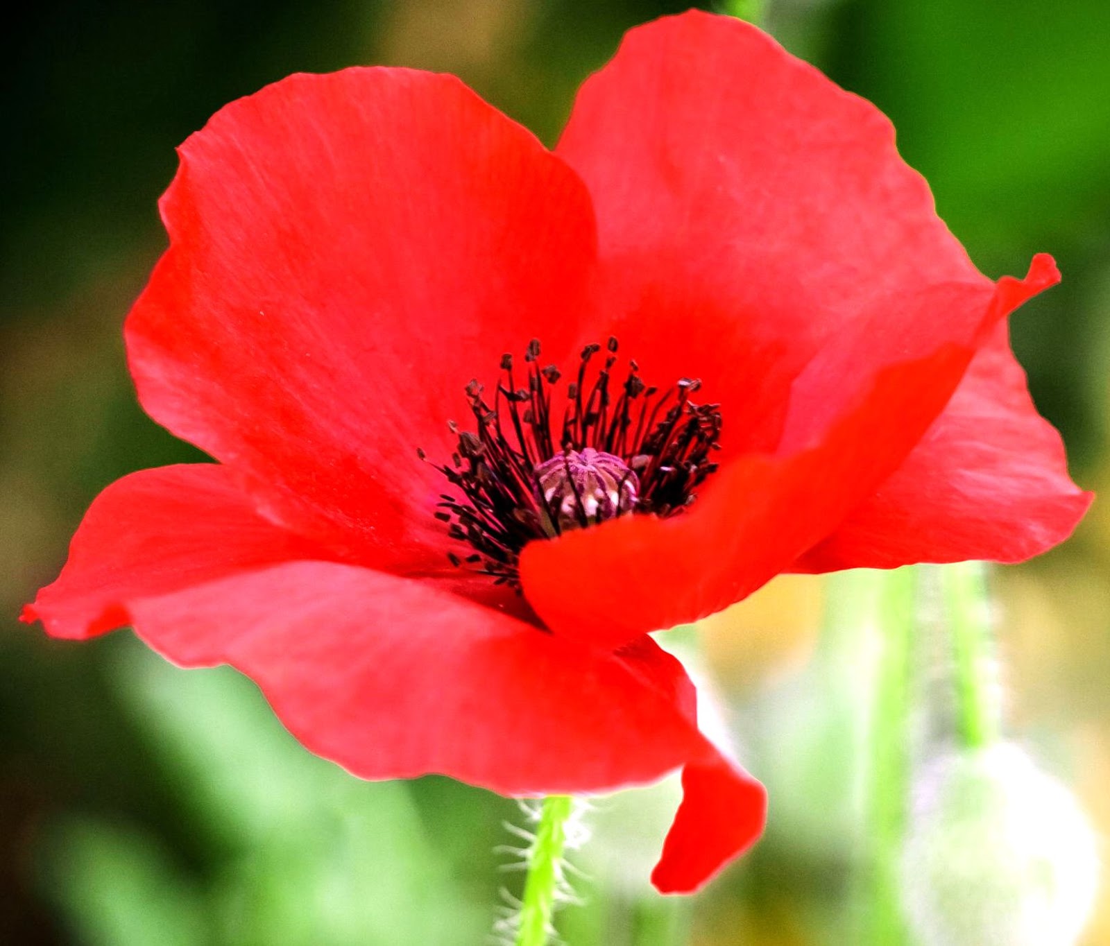 National Flower of Albania