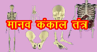मानव कंकाल तंत्र - Human Skeletal System in Hindi