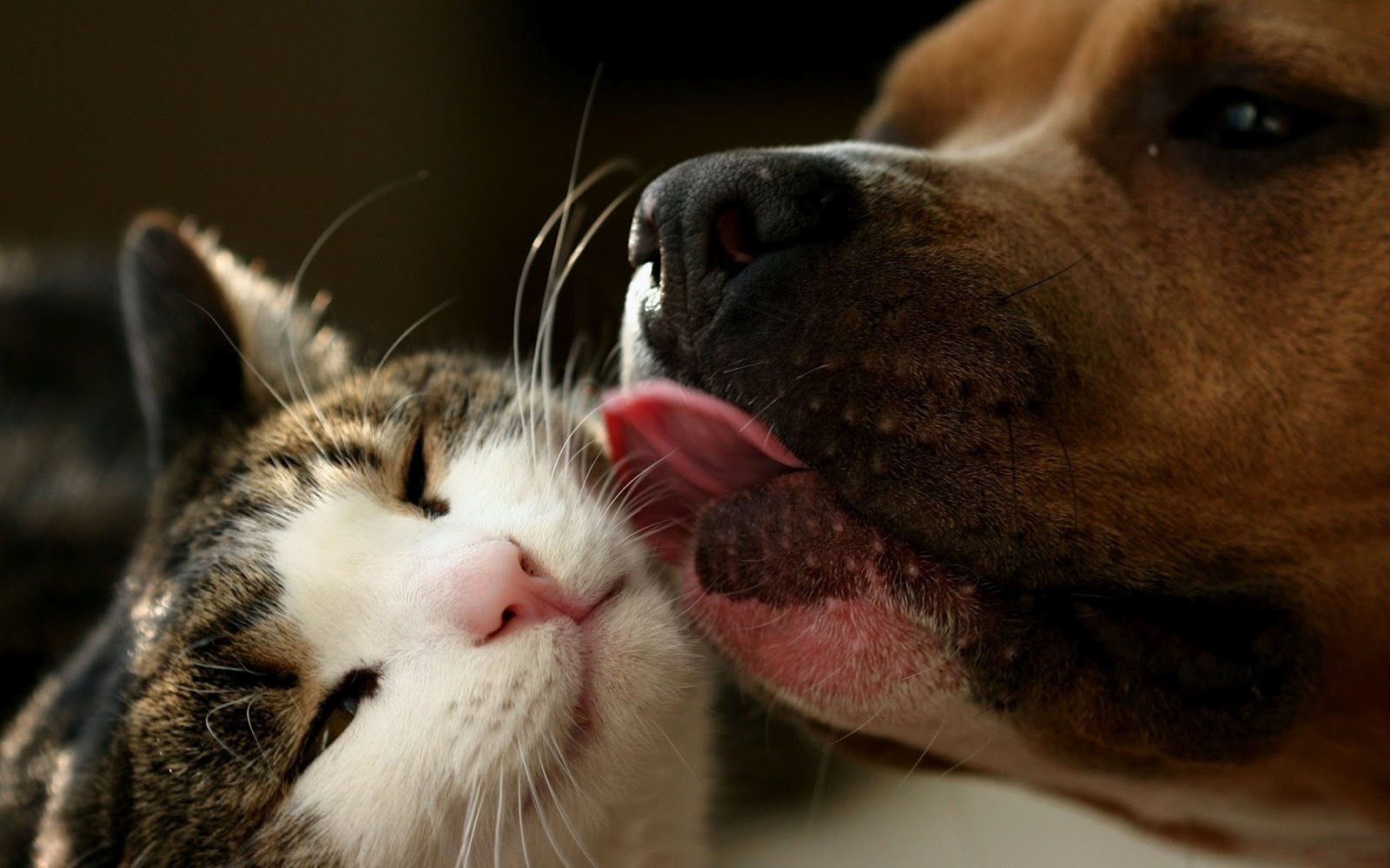 cats-and-dogs-wallpapers-pets-cute-and-docile