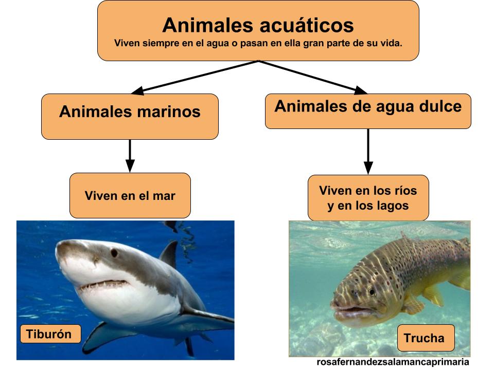 Maestra de Primaria Los animales y las plantas en la naturaleza