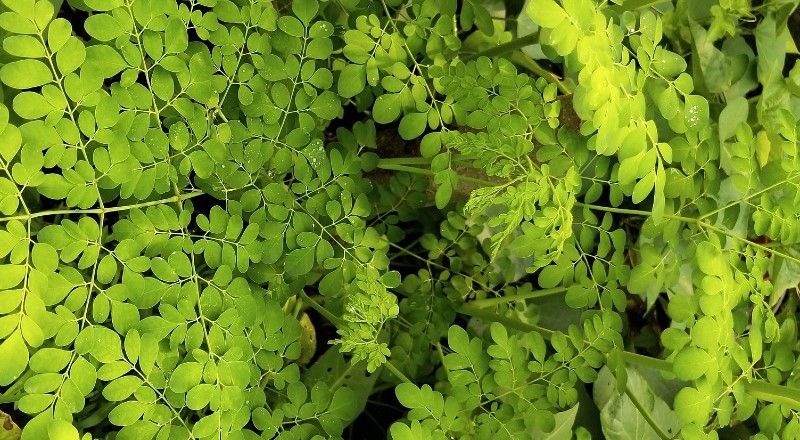 Moringa increase breast milk