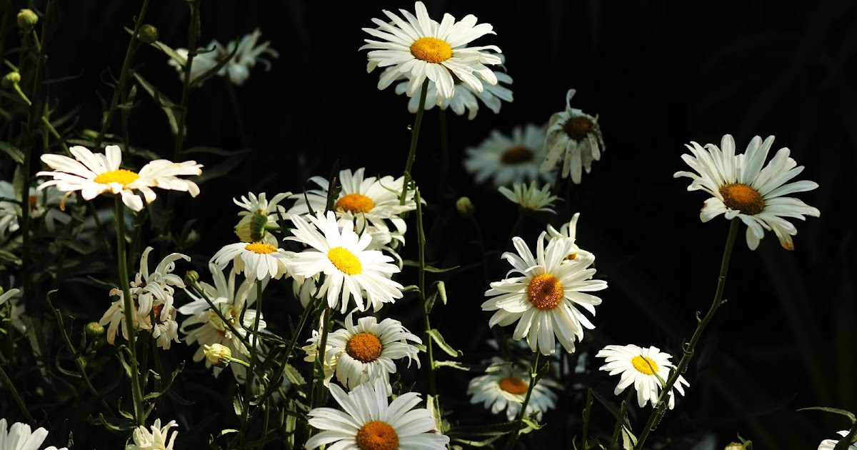 Arq. Myriam Mahiques´art: White daisies. Margaritas blancas