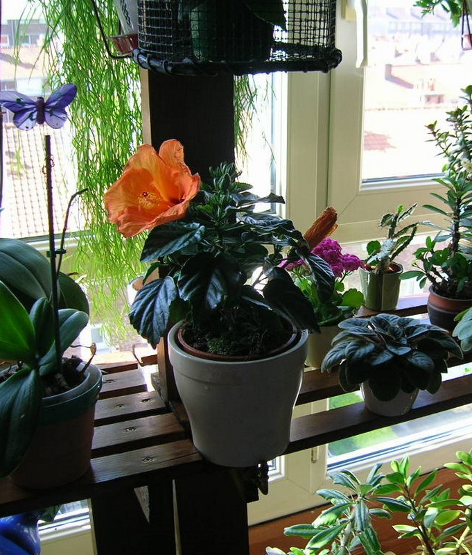 Ryuma Lesbambous Fr Forum Des Fous De Bambous