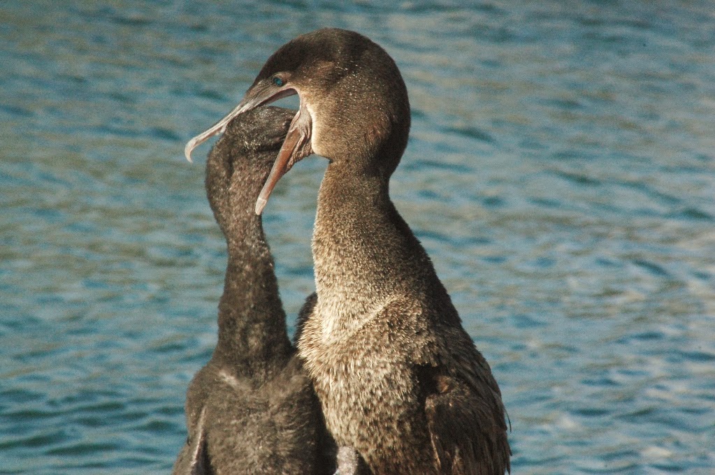 Galapagos Island Travel