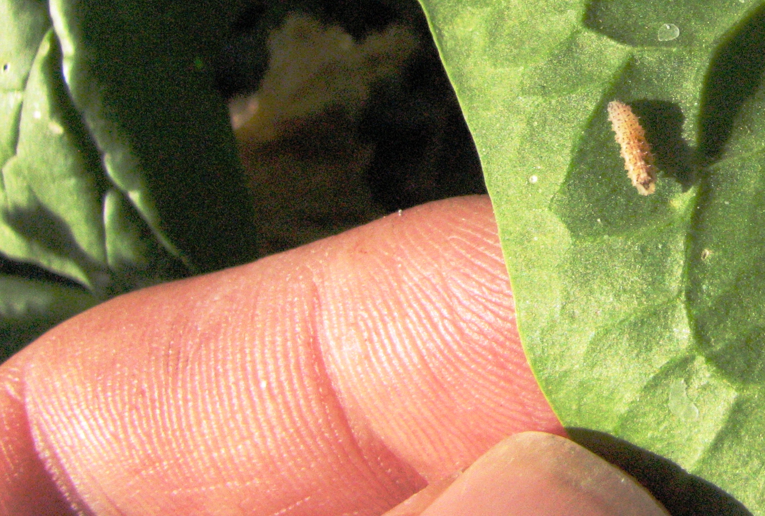 The Scientific Gardener Beneficial Insects of my Garden
