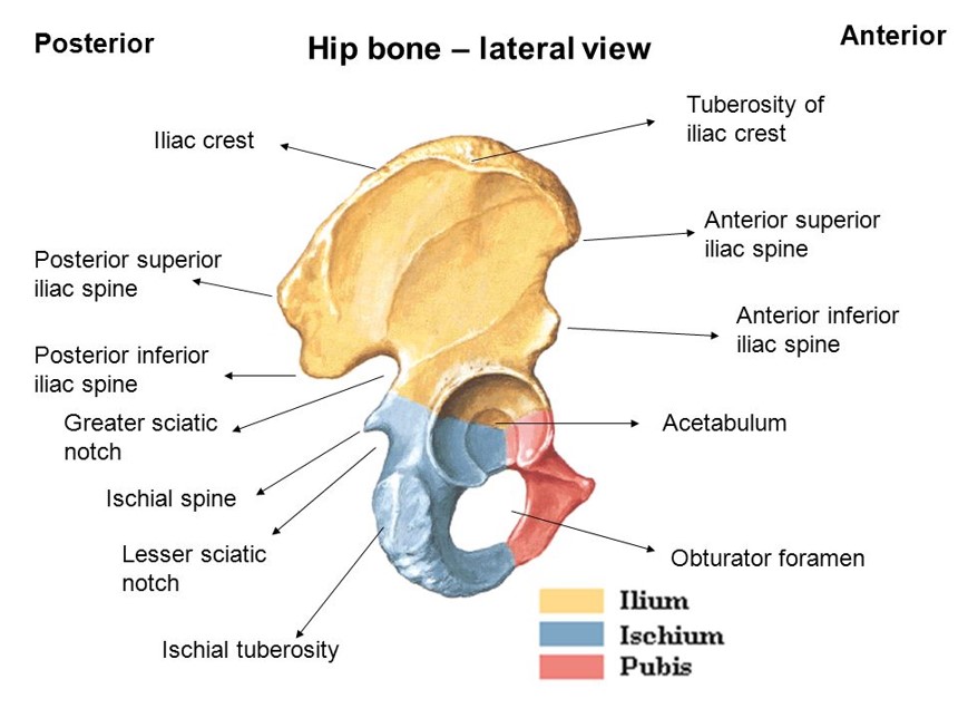 HIP BONE Coxal Bone / Innominate Bone