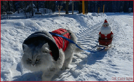 Santa Cat GIF • Amazing fluffy Reindeer cat pull Santa's sleigh through the snow! Santa Cat GIF • Amazing fluffy Reindeer cat pull Santa's sleigh through the snow!