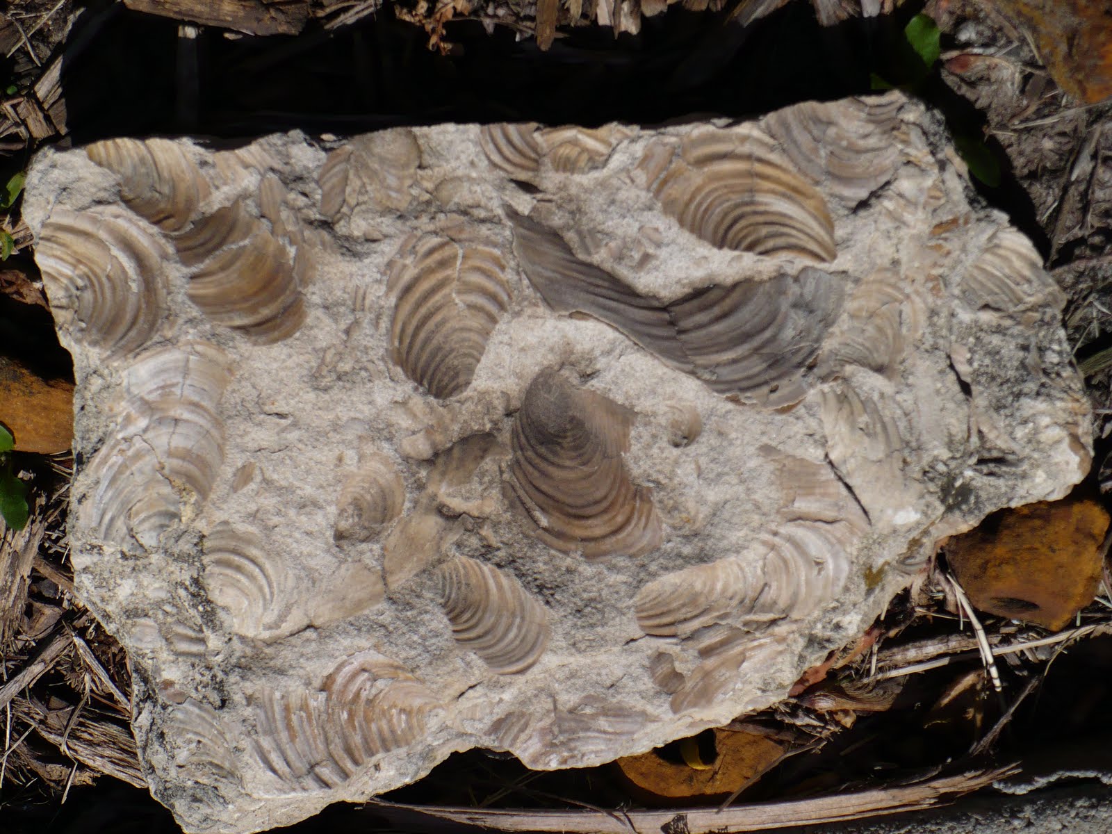 Science Etc. A Trip to Nebraska & Interesting Fossil Finds