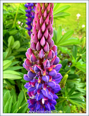 Luscious Lupins ©BionicBasil® The Pet Parade 352