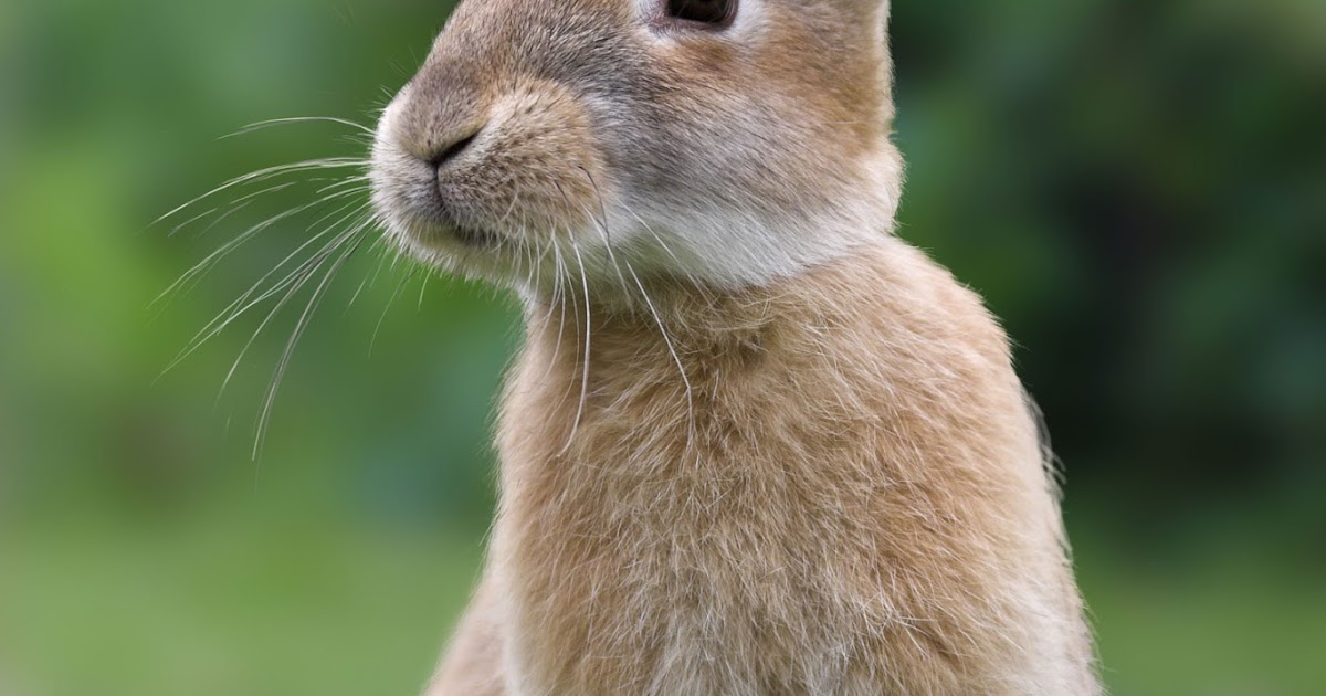 Ping Pong With Weirdos