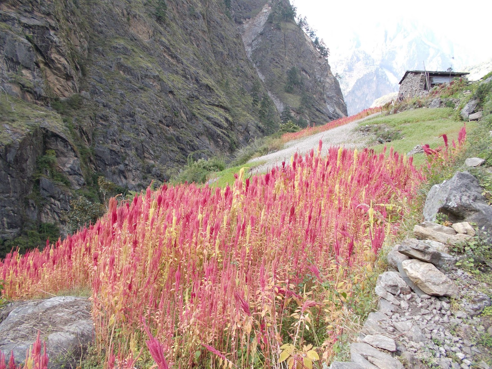 Вокруг Манаслу, долина Цум, Нар-Пу. Непал 2017.