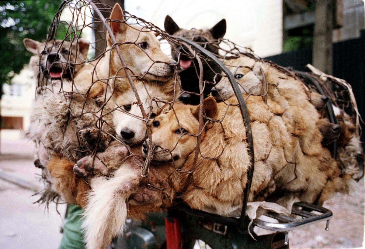 Let's end the Yulin Dog Meat Festival Now!
