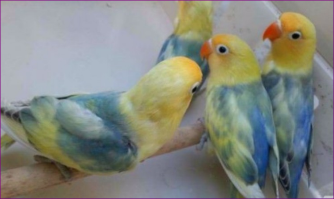 Jenis Burung Lovebird Tercantik yang Ada di Dunia Jenis Burung Lovebird Tercantik yang Ada di Dunia