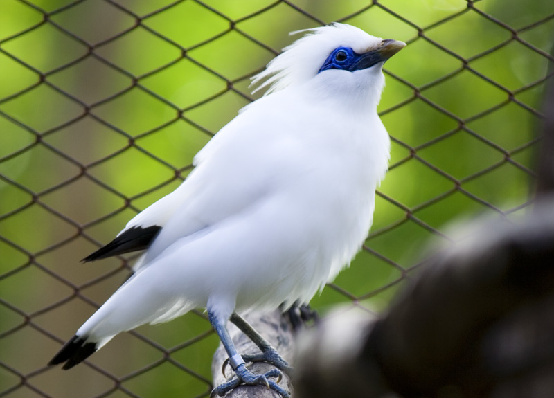 Bali Starling Birds Cultures of Denpasar Learn and recognize about
