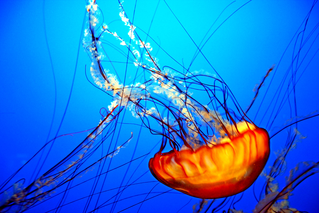 Jellyfish | The Biggest Animals Kingdom