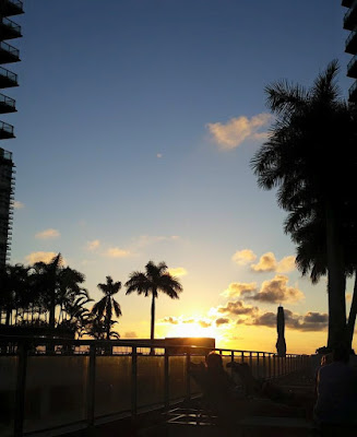 Miami sunset palm trees