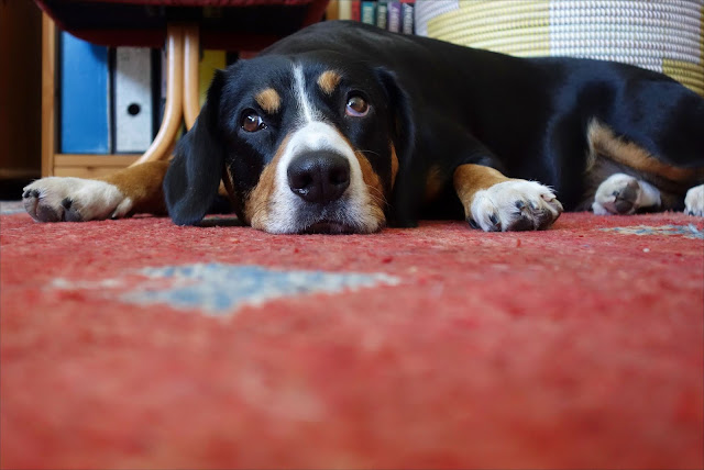 Aus dem Leben eines Entlebucher Sennenhundes Juni 2019