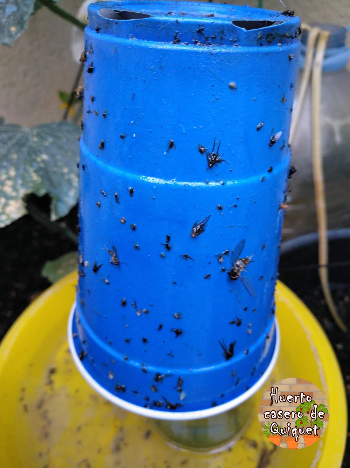 Huerto Casero de Quiquet Trampas cromáticas