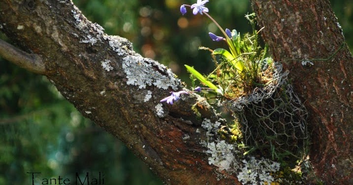 tante malis garten miniaturedreamers