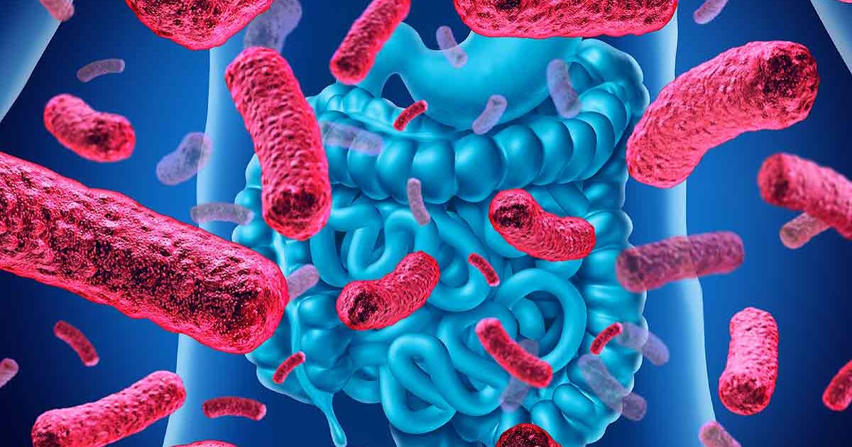 ما هو الفرق بين البروبيوتيك و البريبيوتيك علاقتها بالسمنة والقولون