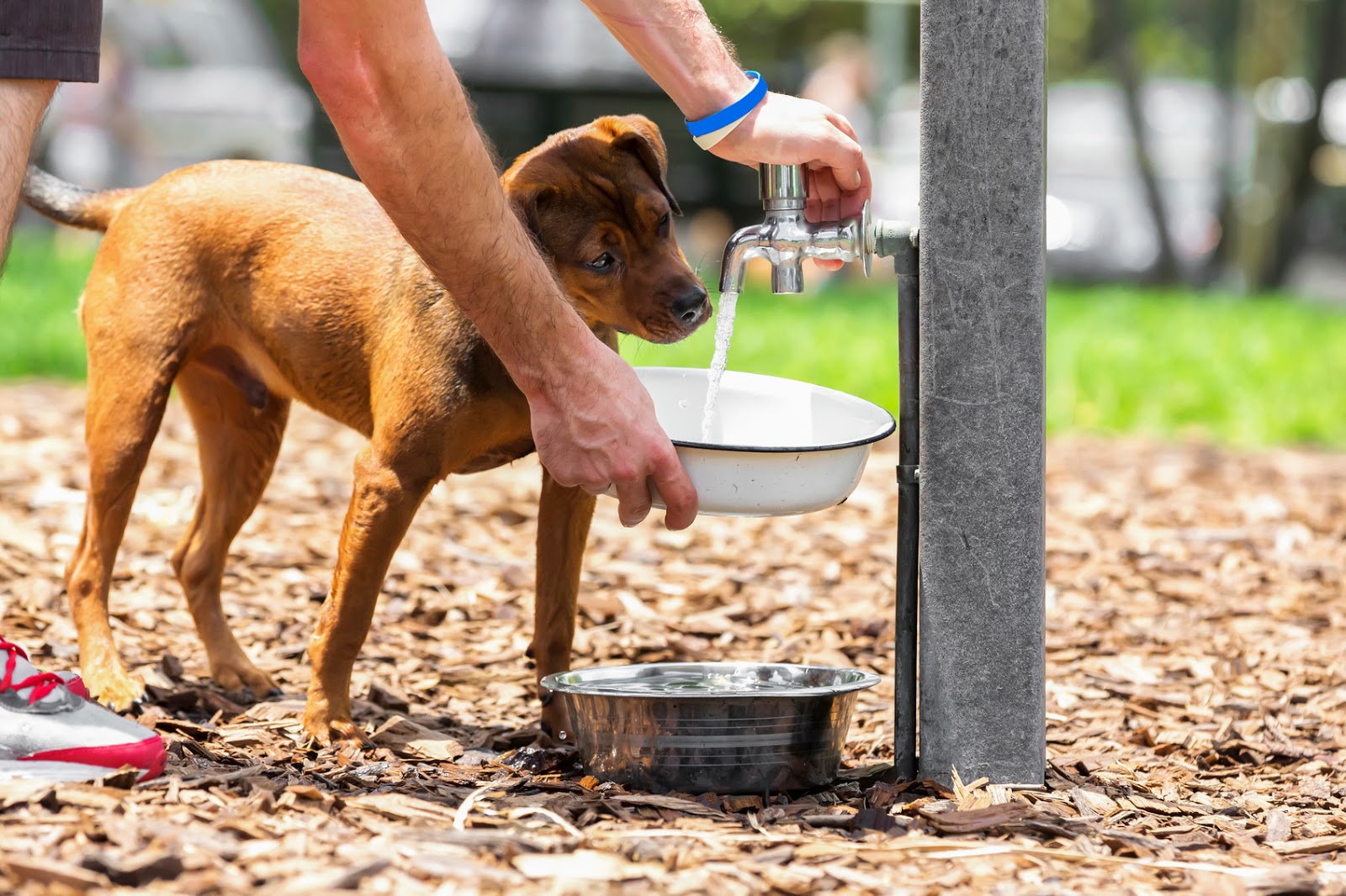 Щенок не пьет воду. Собака пьет воду. Собака пьет воду картинки. Собака пьет воду в жару. Собака пьёт из питьевого фонтана на улице.