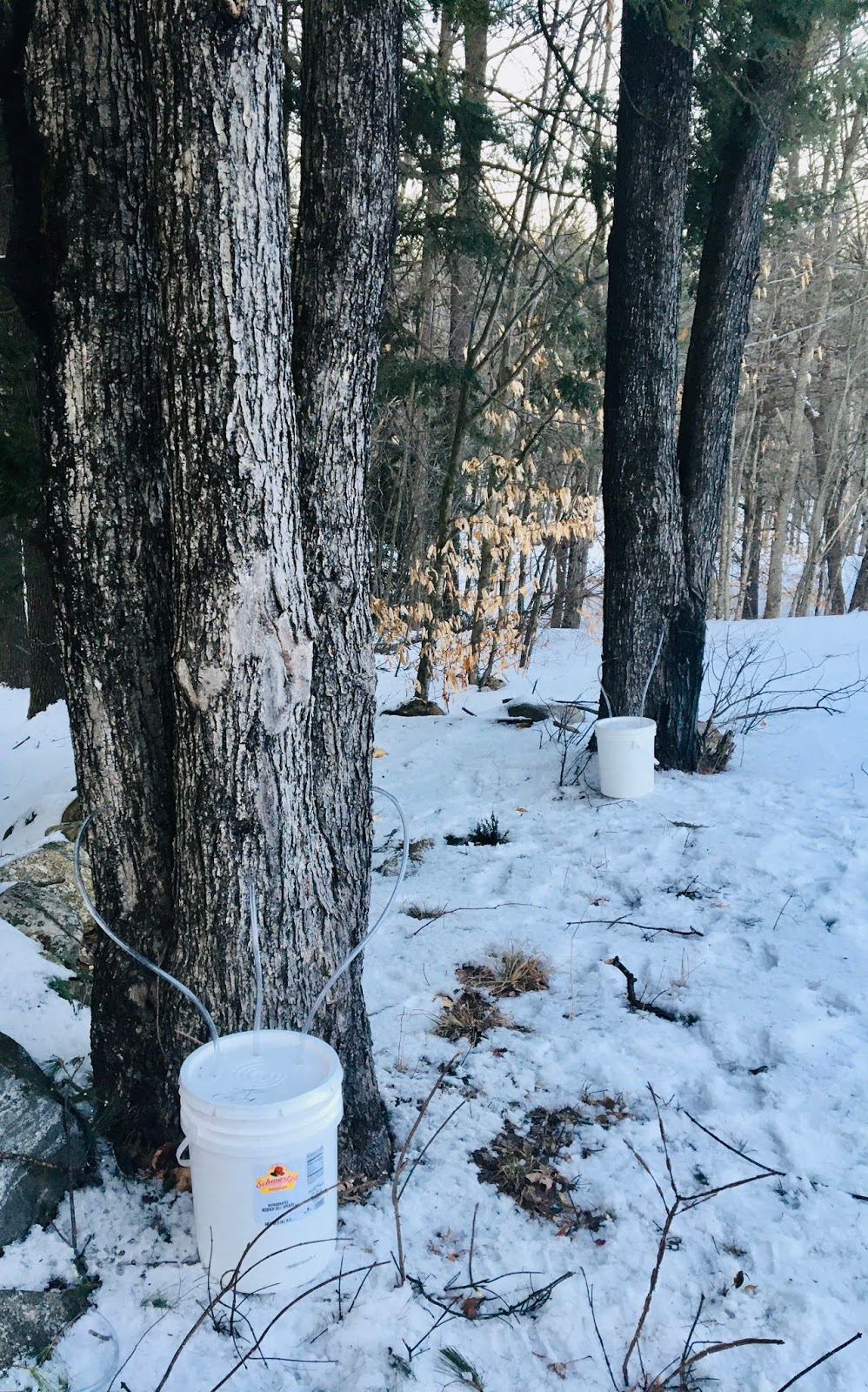 Little Lakeview Conservatory LLC Maple Tree Tapping