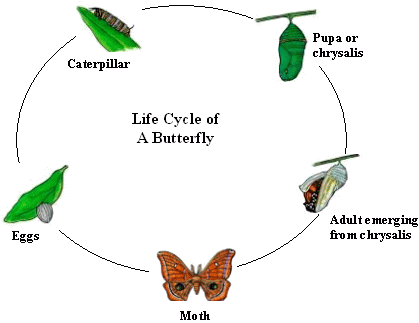 Teaching A Moths Life Stages Best Education Possible