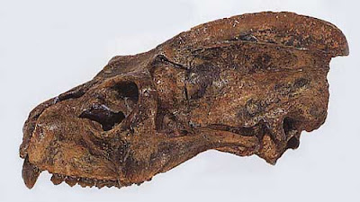 Adapis skull