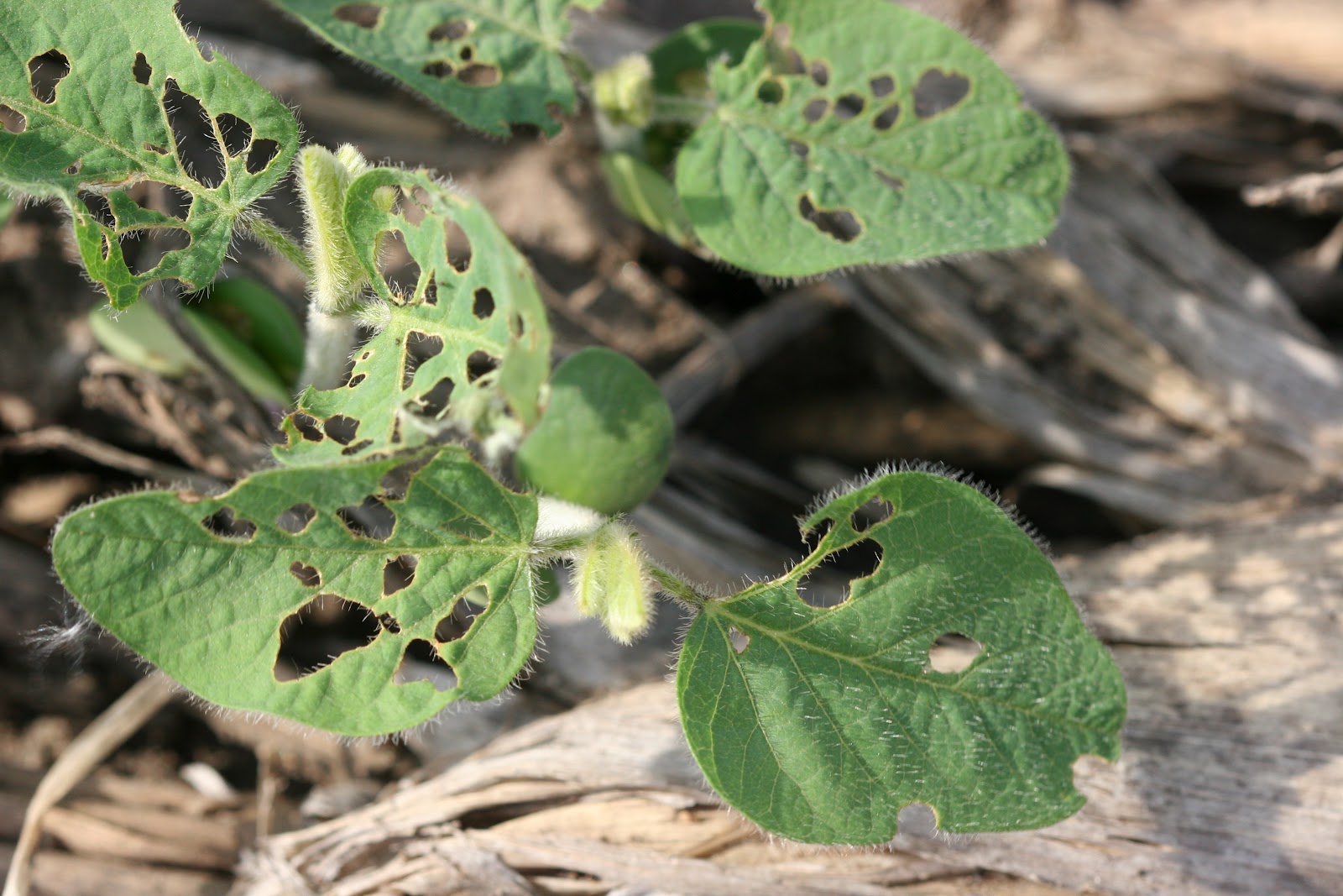 It's a bug's life Bean leaf beetles are hungry