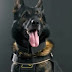 Σέρρες: Αυτός είναι ο αστυνομικός σκύλος που έλυσε το θρίλερ εξαφάνισης – Βρέθηκε ζωντανός ο αγνοούμενος