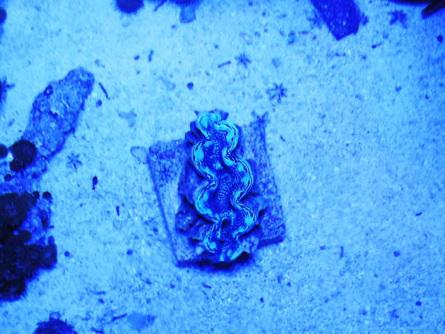 blue squamosa clam