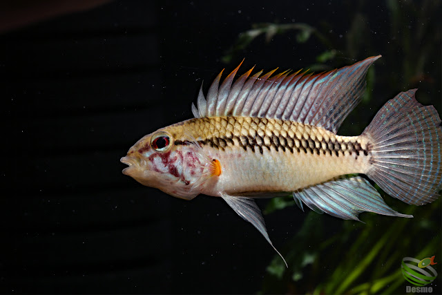 Apistogramma sp. cuiari