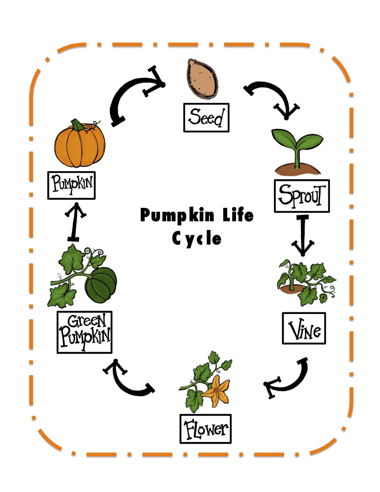 The Life Cycle Of A Pumpkin - Lessons - Blendspace