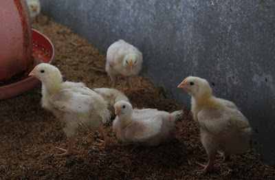 Anak ayam tumbuh di dalam telur selama 21 hari sebelum menetas. cadangan makanan anak ayam sebelum m