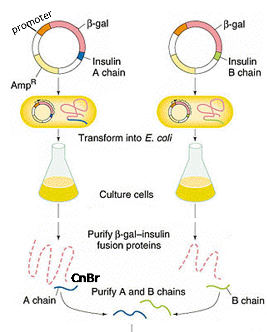 Engineering Insulin