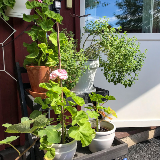 mårbackor, oregano mårbackor, oregano