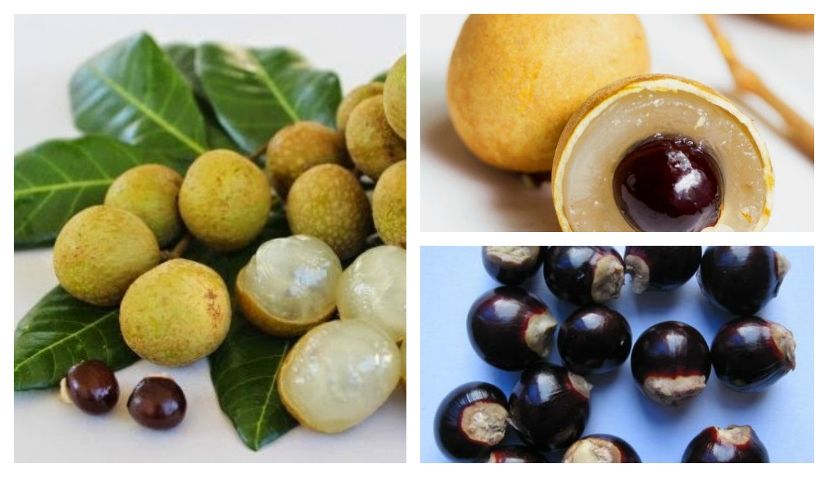 JANGAN BUANG Biji Kelengkeng, Anda Perlu Tau Khasiat Luar Biasa dibalik