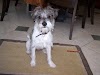 Schnauzer jack russell terrier mix Temperament, Size, Adoption, Lifespan, Price