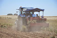 Garlic harvesting