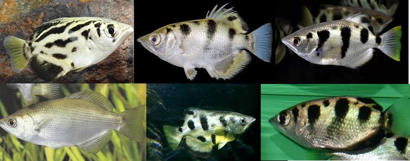 akvaryumum sahane nisan 2016