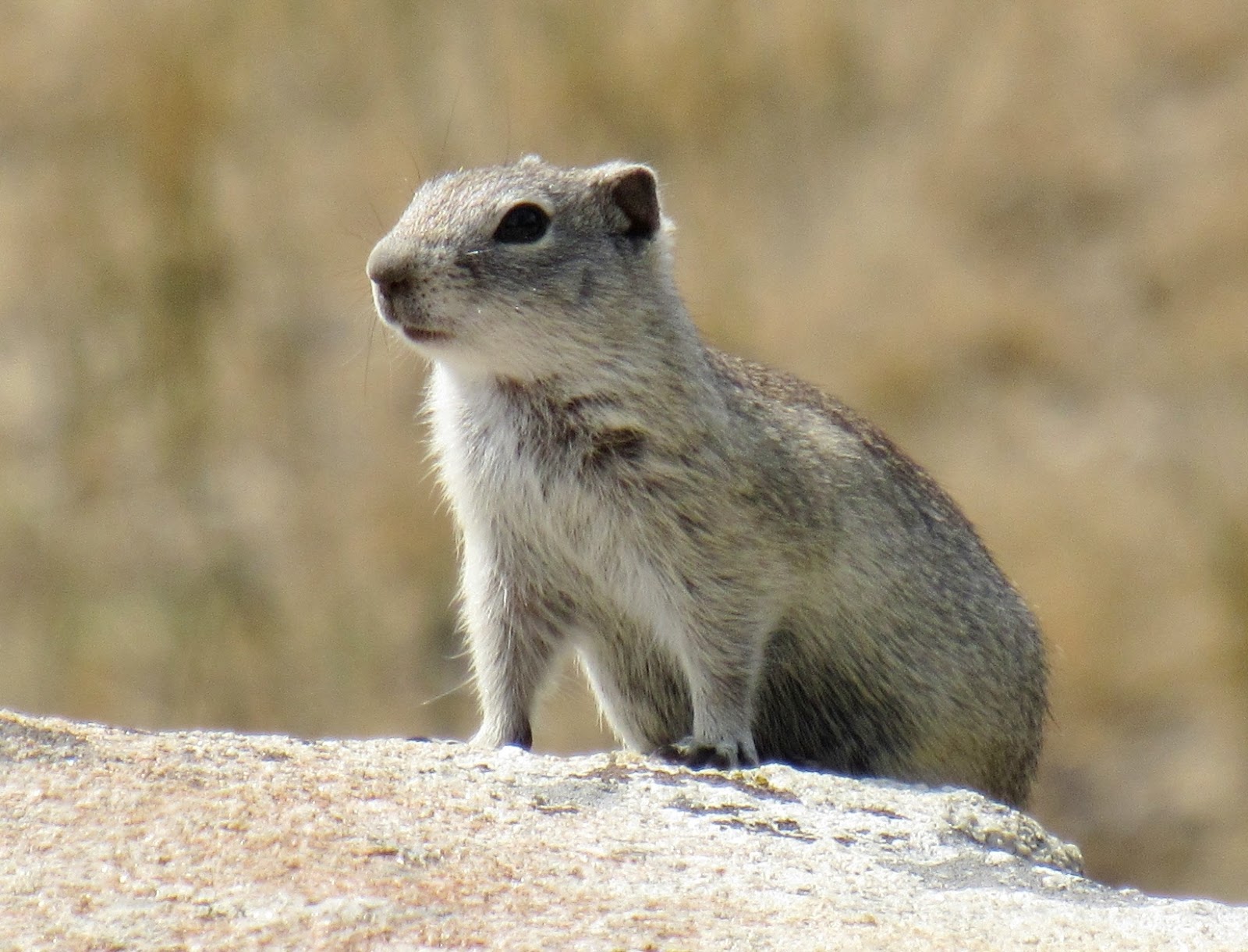 Belding's Ground Squirrels
