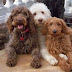 15 Things All Goldendoodle Owners Must Never Forget