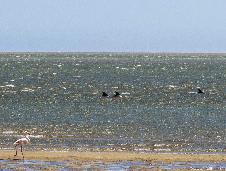 Walvis Bay Namibia | walvis bay flamingos and Dolphins