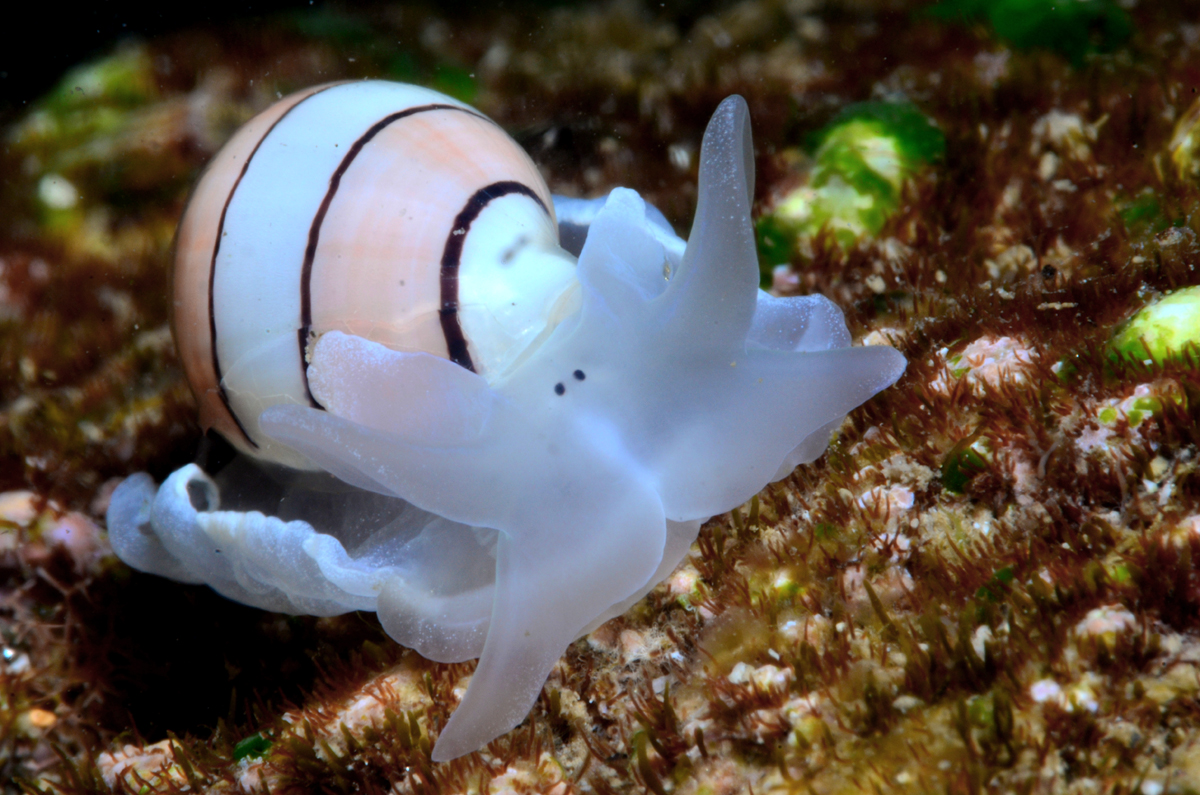 Where do Bubble snails live? What do bubble snails eat?