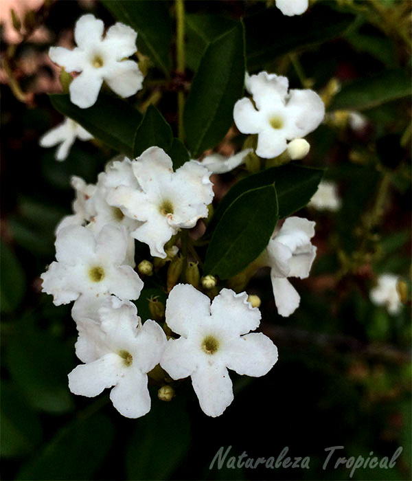 Flores blancas de la planta Corona de Novia, Duranta erecta