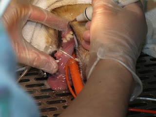 Water from the ultrasonic scaler is used to clean the polish off Teardrop's teeth.