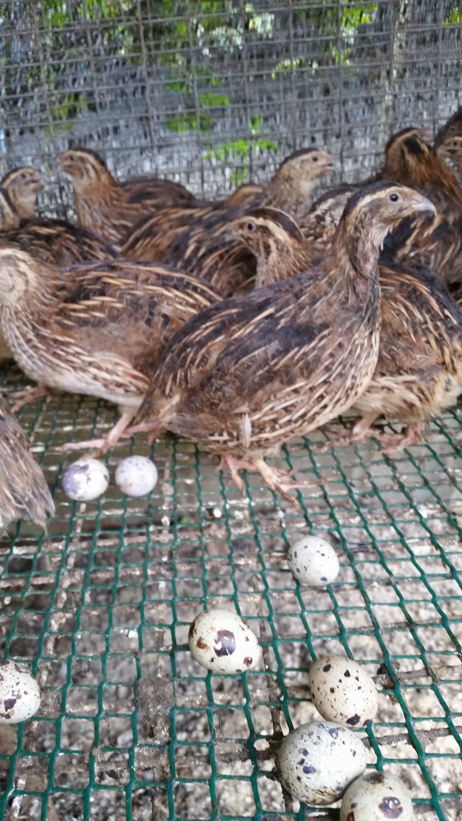 Warisan Petani Bela Burung Puyuh Telur